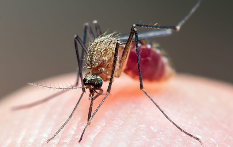 close up of Aedes Mosquito