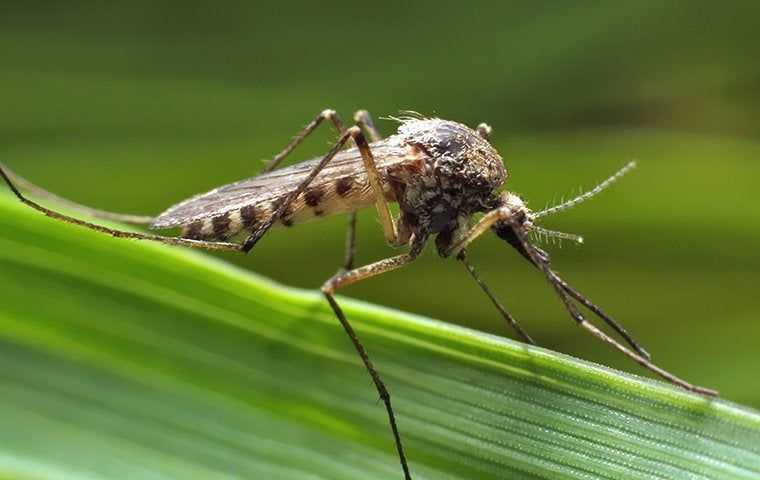 Marsh mosquito up close