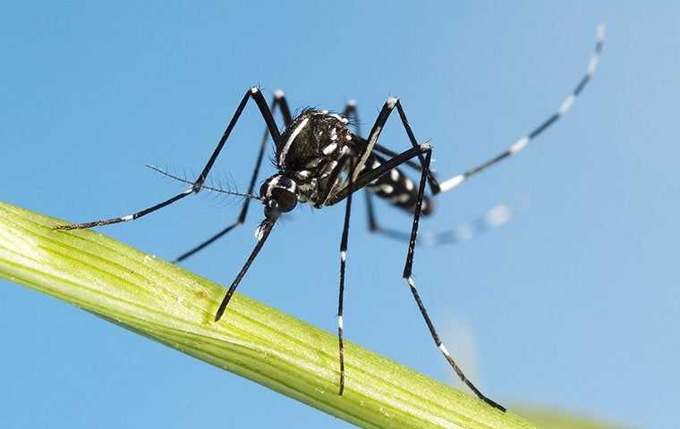 Asian Tiger Mosquito on a leaf