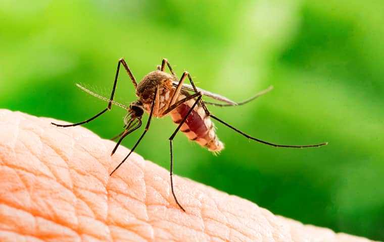 Southern house mosquito on skin