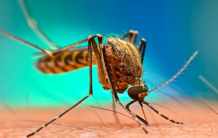 Culex mosquito biting into skin